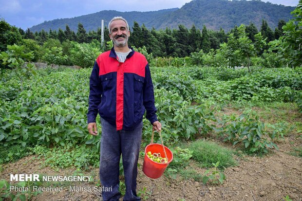 اين تجد الذّ التين في ايران؟