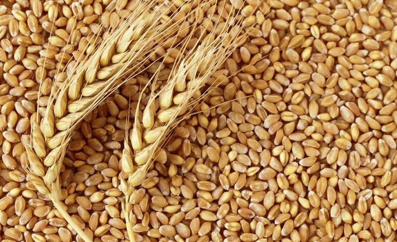 چهار رقم جدید گندم توسط موسسه تحقیقات کشاورزی دیم معرفی شد - خبرگزاری ...