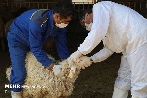  گروه‌های واکنش سریع دامپزشکی به حالت آماده باش درآمدند