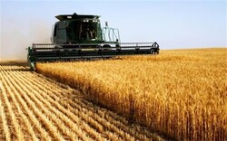 خرید گندم در گتوند از مرز ۴۴ هزار تن گذشت