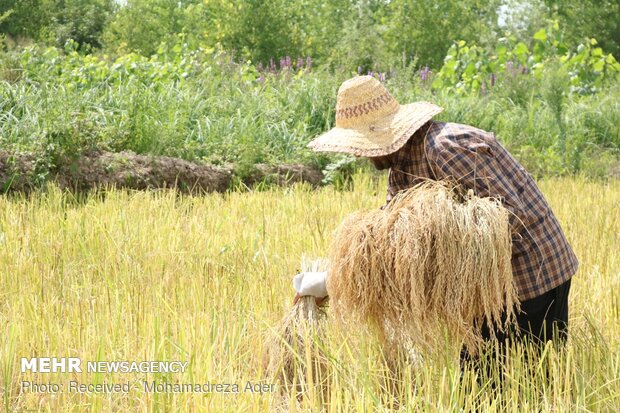 پیش بینی برداشت ۲۴۰۰ تن برنج خالص از شالیزارهای پارس‌آباد