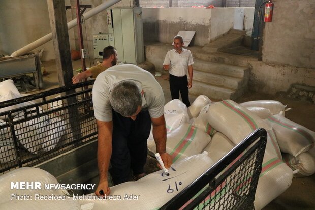 ممنوعیت واردات برنج همچنان ادامه دارد