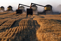 روسیه تعرفه صادرات گندم رو ۲ برابر کرد