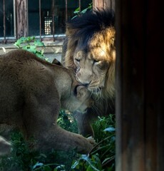 Persian lions at Tehran zoo introduced to live together