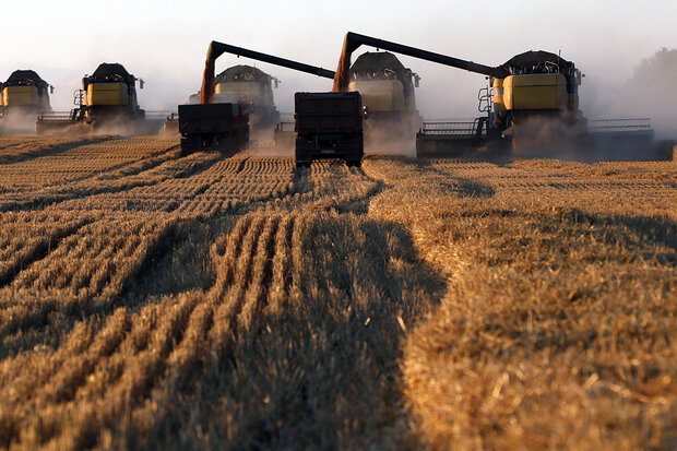 روسیه تعرفه صادرات گندم را ۲ برابر کرد