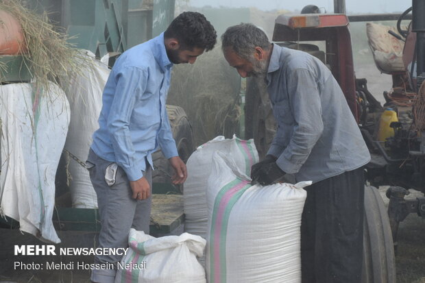 برداشت برنج از مزارع شهرستان مرزی آستارا