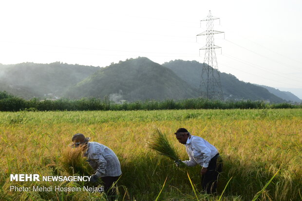 Some 2,000 tons of rice exported in a year: SCI