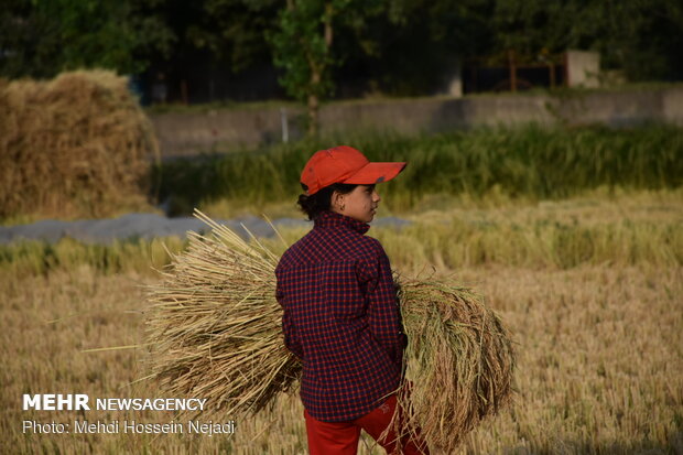 برداشت برنج از مزارع شهرستان مرزی آستارا