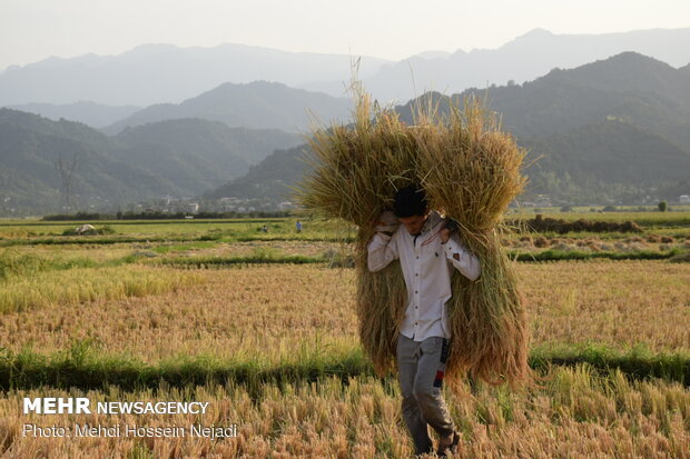 برداشت برنج از مزارع شهرستان مرزی آستارا
