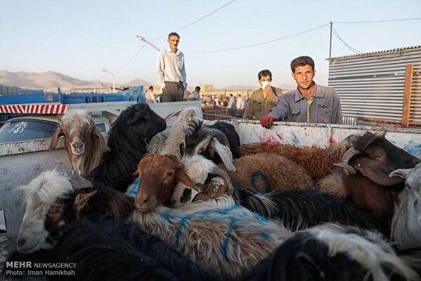 ۱۲هزار و ۵۰۰ راس دام سبک و سنگین در سیل تلف شدند