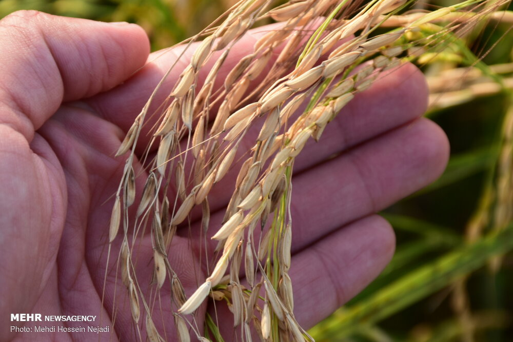 محصولات کشاورزی پارس آباد برندسازی شود/تولید ۴۸۰۰ تن برنج در مغان