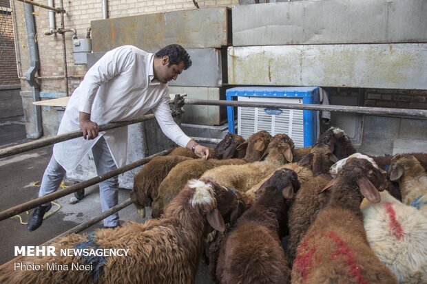 Distribution of meat among the needy during Eid al-Adha in Tabriz