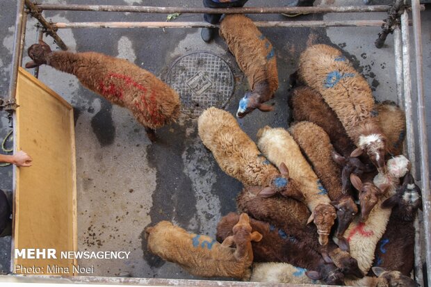 Distribution of meat among the needy during Eid al-Adha in Tabriz