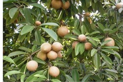 سالانه ۶۰۰ هزار تن میوه در سیستان و بلوچستان تولید می‌شود