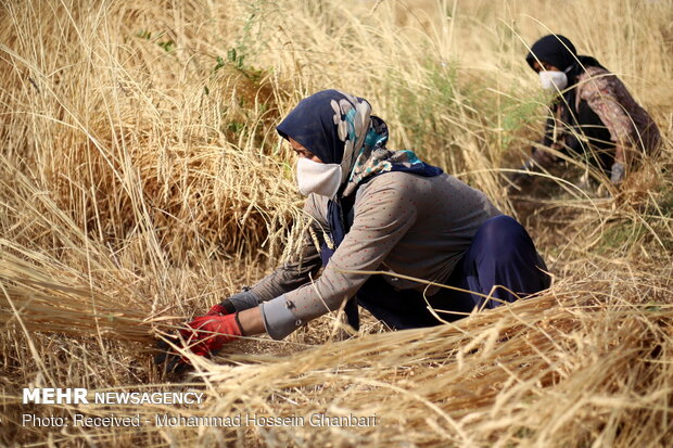 Traditional wheat harvesting in Kerman