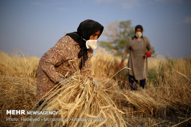 Traditional wheat harvesting in Kerman