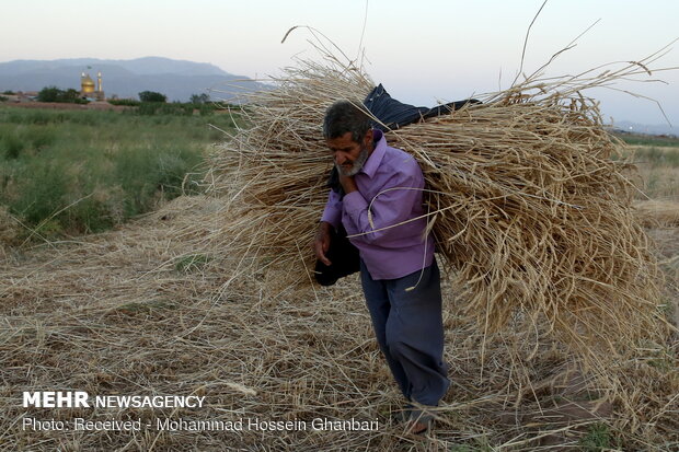 Traditional wheat harvesting in Kerman