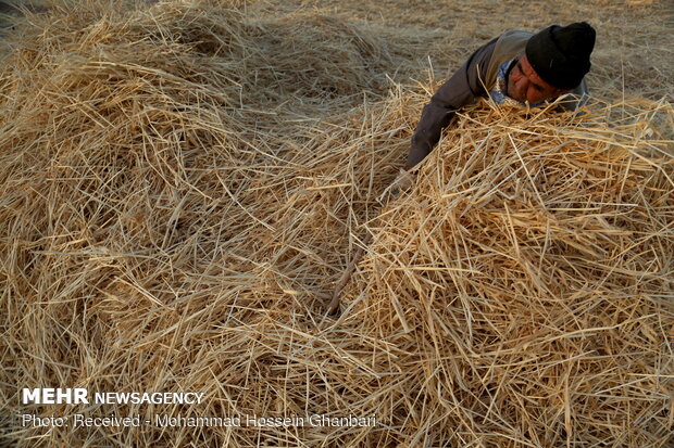 Traditional wheat harvesting in Kerman