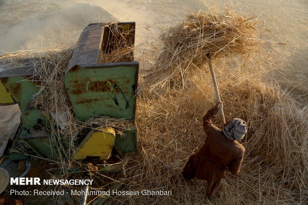 Traditional wheat harvesting in Kerman