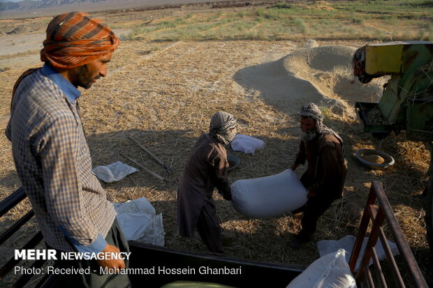 Traditional wheat harvesting in Kerman