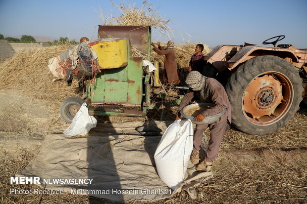 Traditional wheat harvesting in Kerman