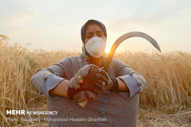 Traditional wheat harvesting in Kerman