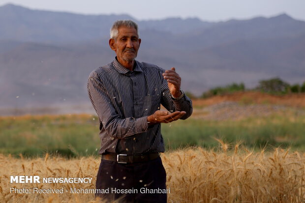 برداشت سنتی خوشه‌های طلا در کرمان