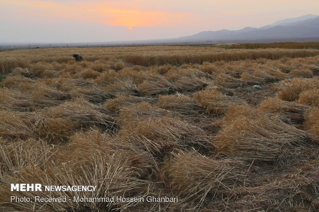 برداشت سنتی خوشه‌های طلا در کرمان