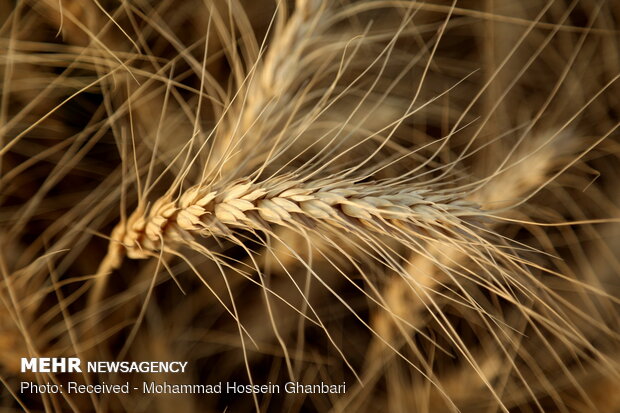 Traditional wheat harvesting in Kerman