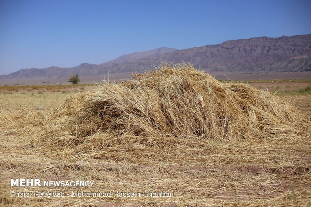 Traditional wheat harvesting in Kerman