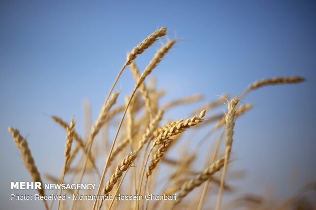 Traditional wheat harvesting in Kerman