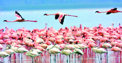 ‘Miankaleh peninsula under serious threats’