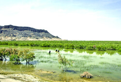 Hamoun wetland restoration plan prepared