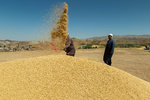 درخواست وزارت جهاد از گندمکاران / همچنان آماده تحویل گندم هستیم