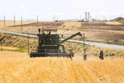 خرید گندم توسط تعاون روستایی از مرز ۲.۵ میلیون تن گذشت