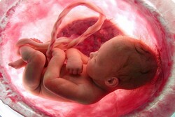نجات ۴۹ جنین از خطر سقط عامدانه