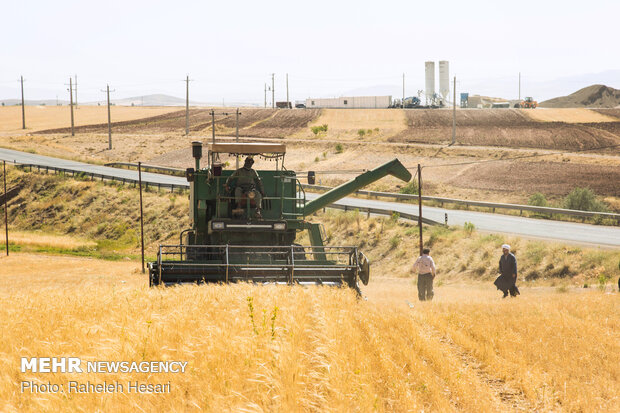 خرید ۲۲۰ هزار تن گندم از کشاورزان زنجانی 