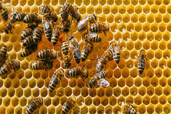 ۳۰۰۰ ملکه زنبور عسل در رامهرمز تولید شد