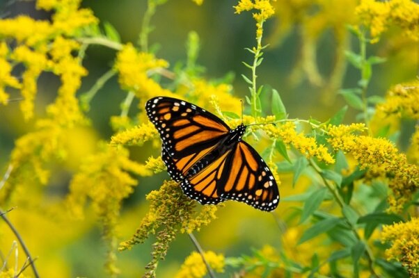 ساخت نخستین باغ «پروانه‌ها» در کشور