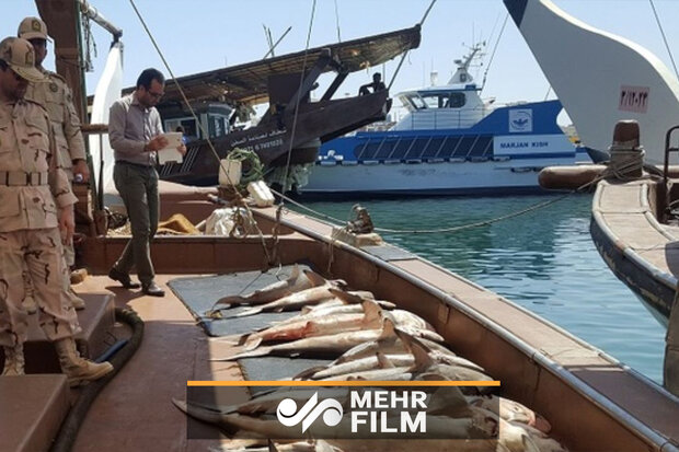 نخستین فیلم از توقیف کشتی‌های حامل ماهی‌های قاچاق توسط سپاه