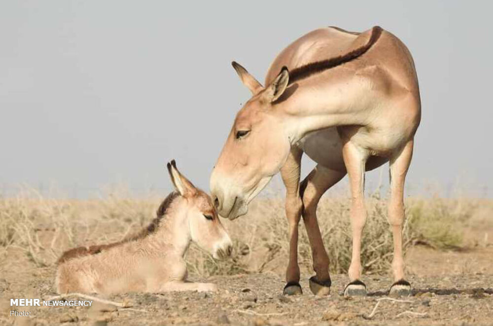 نجات حیات وحش یزد از تبعات خشکسالی