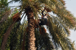 FAO, Iran collaborate on date palm insect pest and diseases