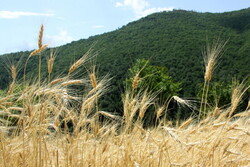 agriculture