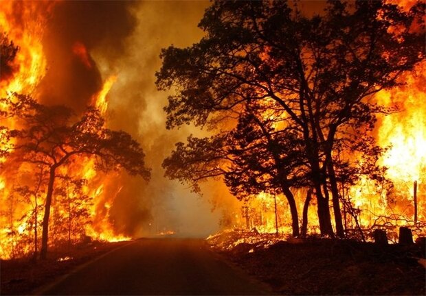 آتش سوزی جنگل‌های ارسباران در محدوده شهرستان کلیبر