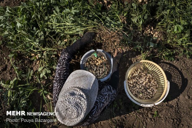 Harvesting ‘peanut’ in Astaneh Ashrafieh