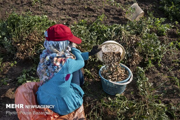 Harvesting ‘peanut’ in Astaneh Ashrafieh