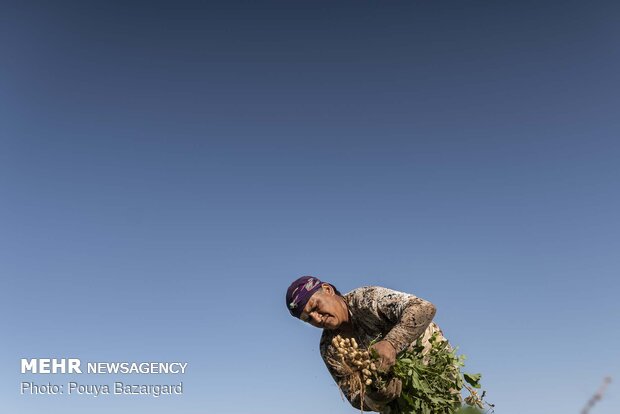 Harvesting ‘peanut’ in Astaneh Ashrafieh