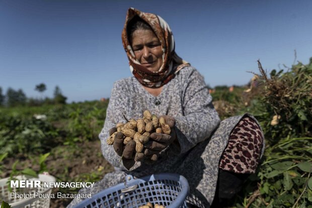 Harvesting ‘peanut’ in Astaneh Ashrafieh