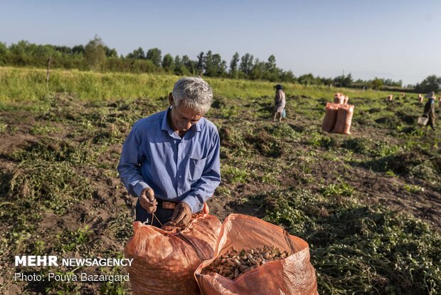 Harvesting ‘peanut’ in Astaneh Ashrafieh