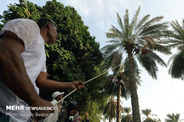 ‘Mogh and Moshta’ festival in Hormozgan province